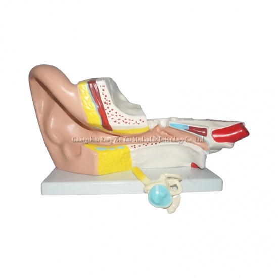 Ear Anatomical Model