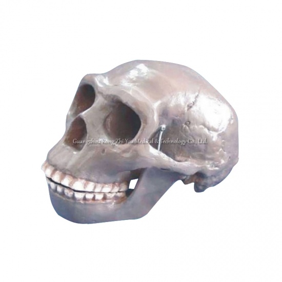 Anatomical Skull Model