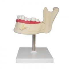 Teeth and Jaw Model