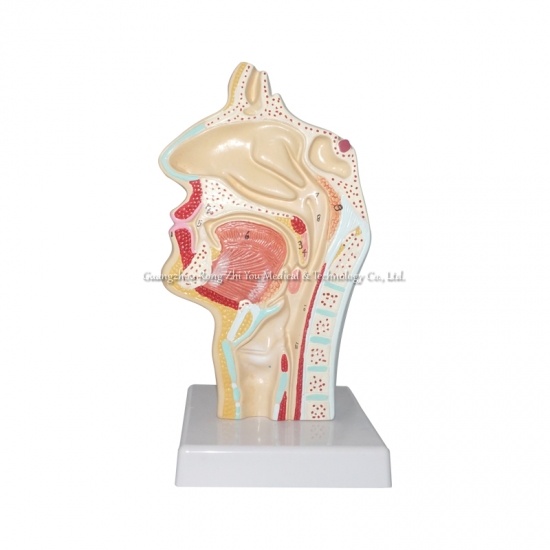 Human Nasal Cavity Anatomical Model