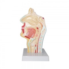 Human Nasal Cavity Anatomical Model