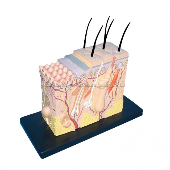 Skin Anatomical Model