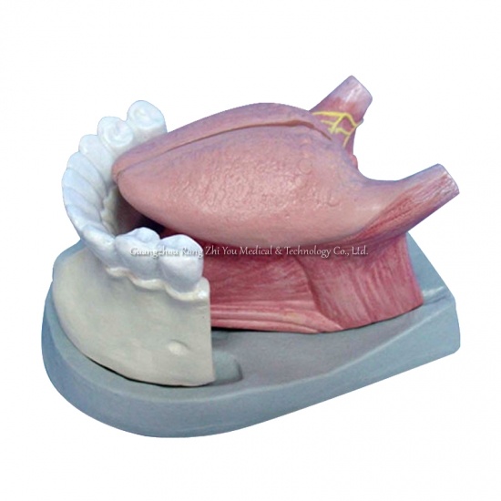 Tongue and Teeth Model