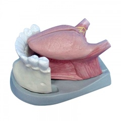 Tongue and Teeth Model