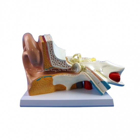 3d human ear model