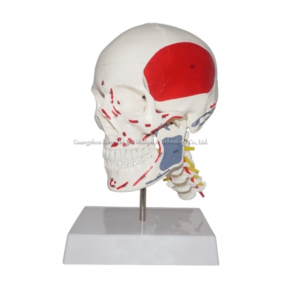 Human Anatomical Skull