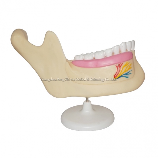 Dental Teeth Model