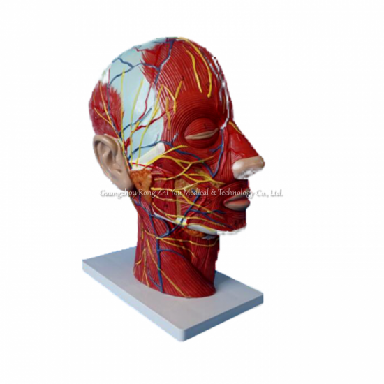 Brain Anatomy Model