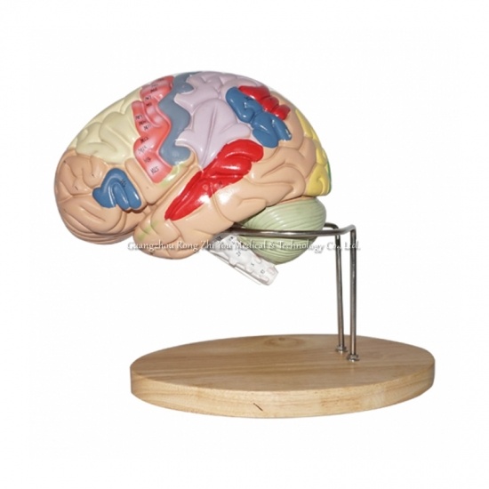 Anatomy Bain