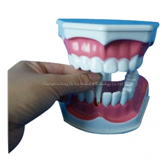 Teeth Brush Teaching Model