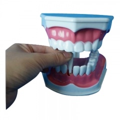 Teeth Brush Teaching Model
