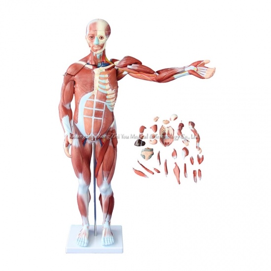 Human Body Muscles Model