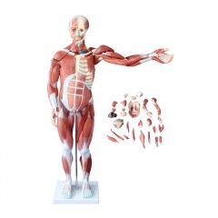 Human Body Muscles Model
