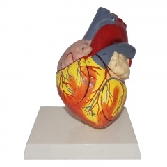 Middle Heart Model
