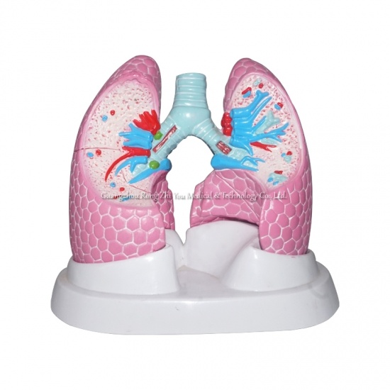 Lung Structure Anatomical Model