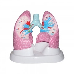 Lung Structure Anatomical Model