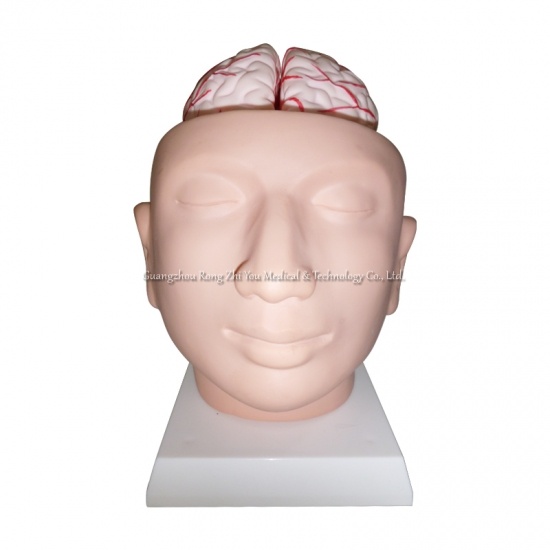 Head Skull Brain Model