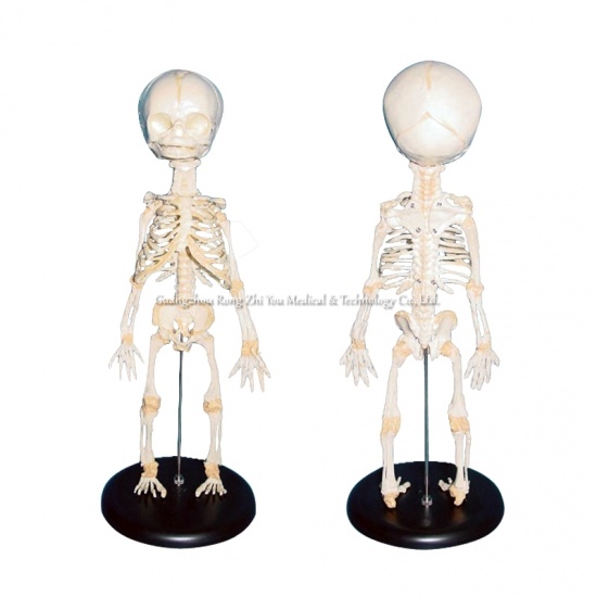 Infant Skeleton Model