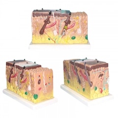 skin struture cross section