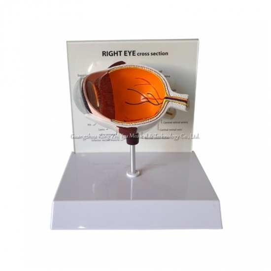 Eye Anatomical Model