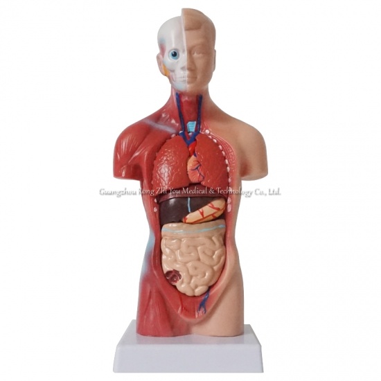Human Anatomy Torso