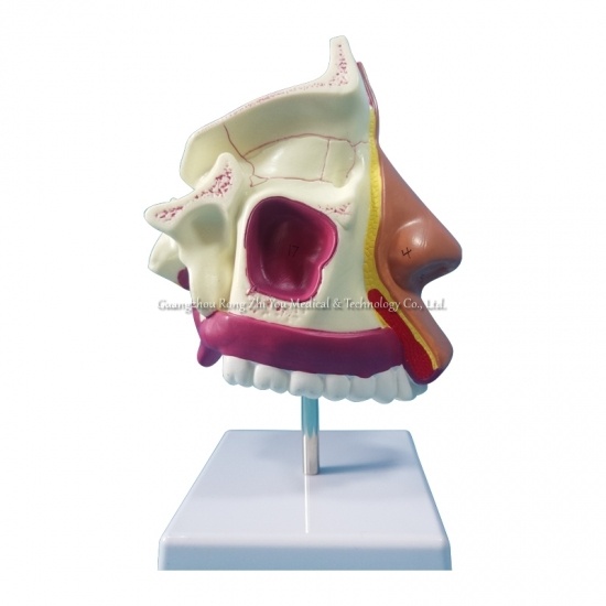 Anatomical Nose Model