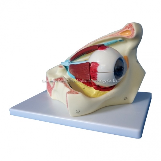 Model of Eye