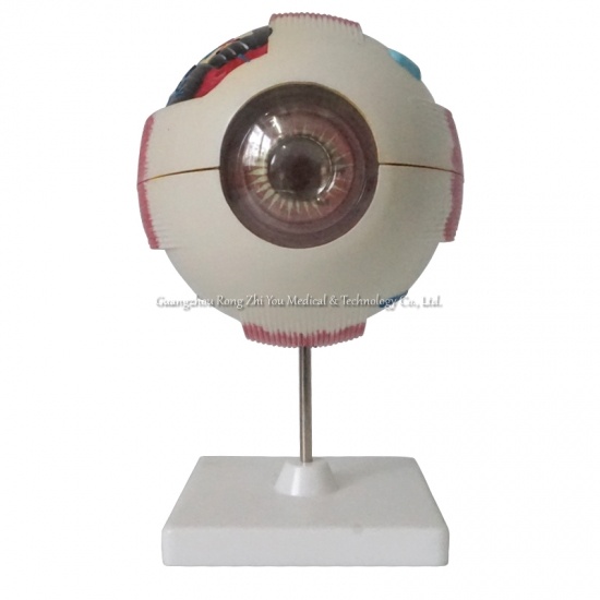 Human Anatomical Eye Model