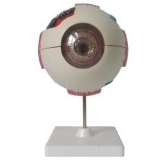 Human Anatomical Eye Model