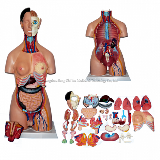 Human Torso Model