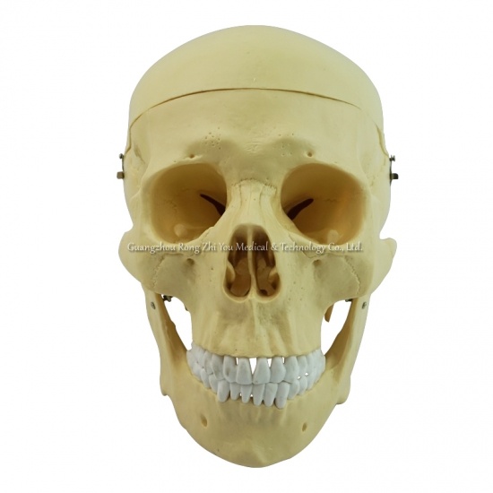 Plastic Human Skull
