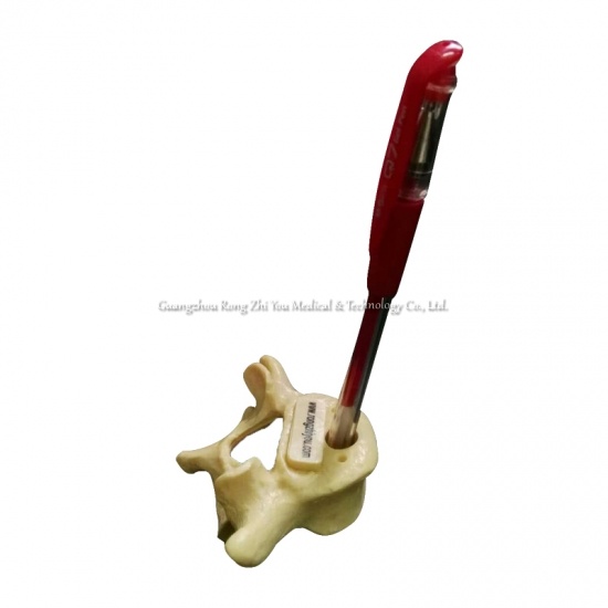 Lumbar Vertebrae Penholder