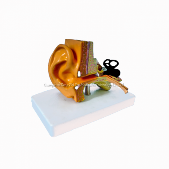 Human Ear Model
