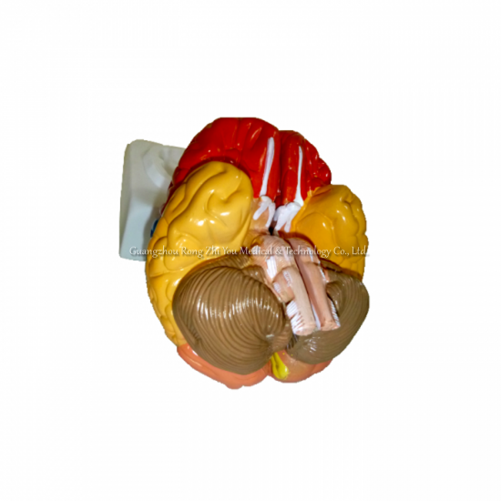 Brain Model