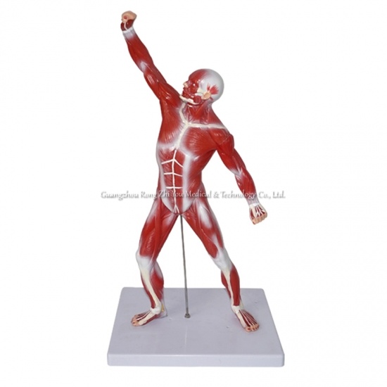 Human Body Muscle Model