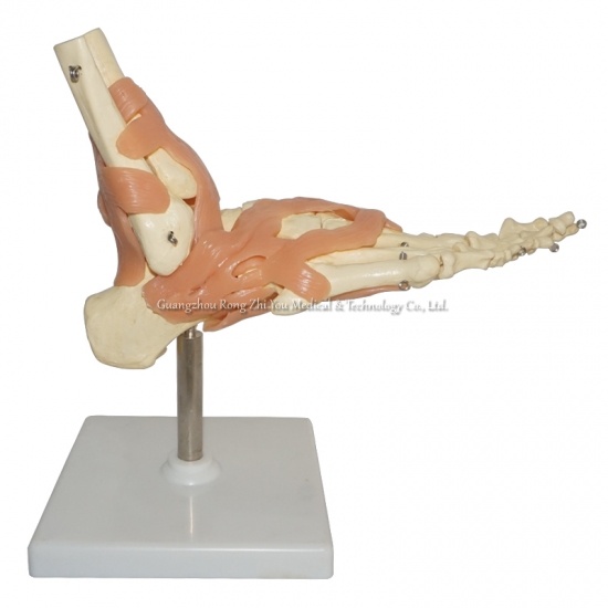 Life-Size Human Foot Joint