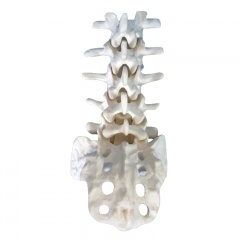 Lumbar Spine  Anatomy Model