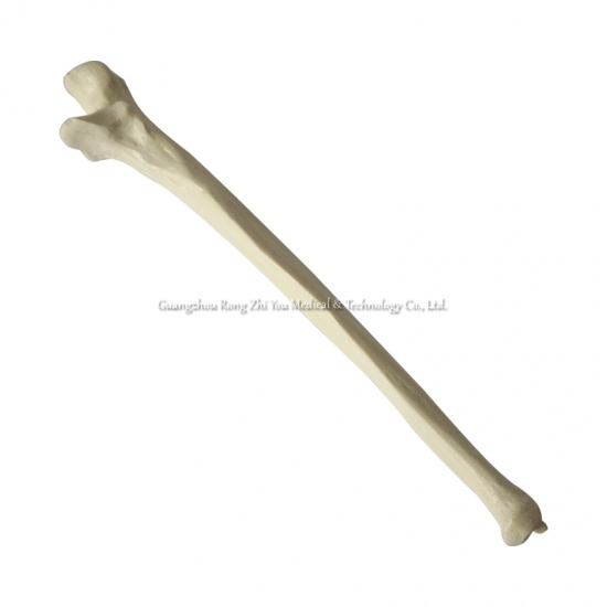 Medical Artificial Ulna Model