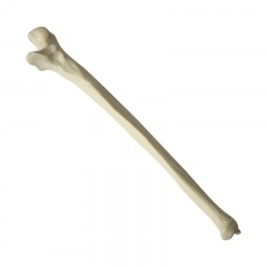 Medical Artificial Ulna Model