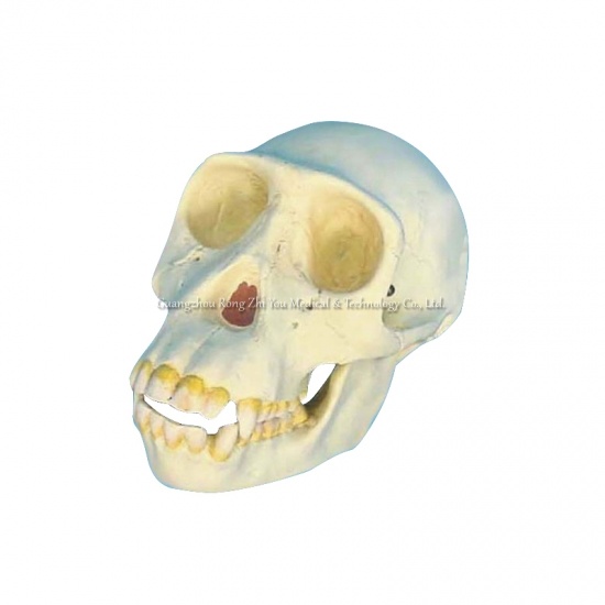 Skull Anatomical Model