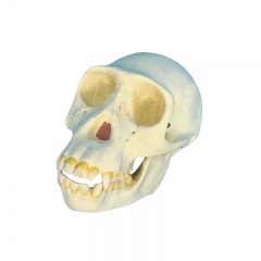 Skull Anatomical Model