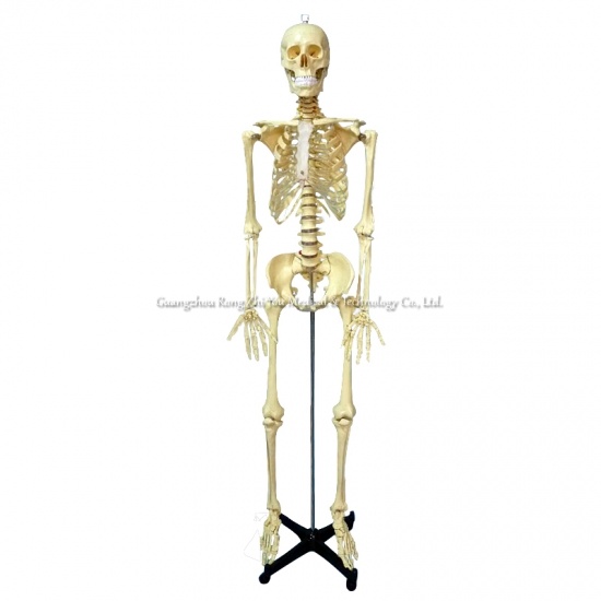 Human Skeleton Model