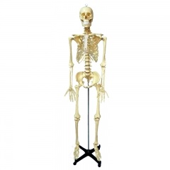 Human Skeleton Model