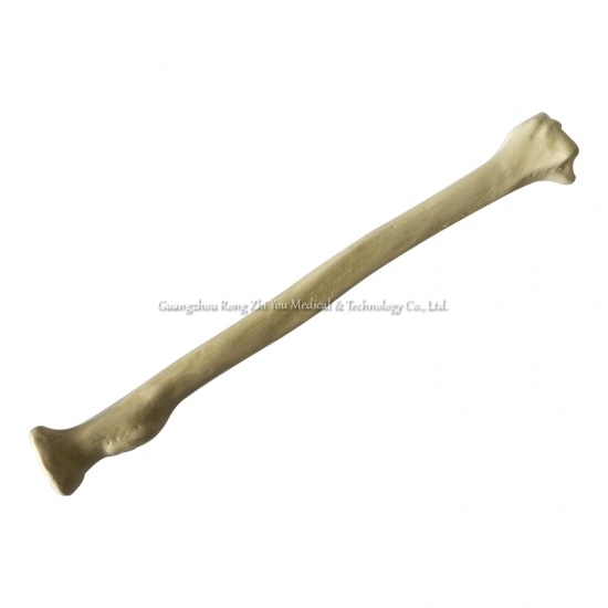Surgery Practice Bone Radius