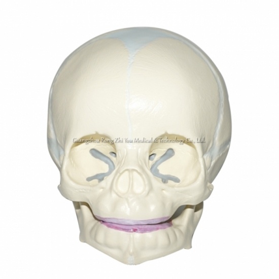 Skull Anatomical Model