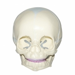 Skull Anatomical Model