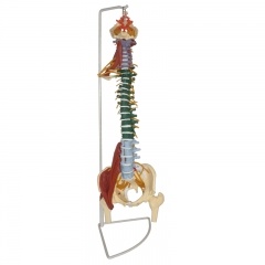 Model of Spine Anatomy