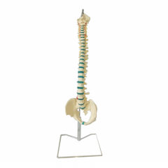 Human Spine Skeleton Anatomy Model