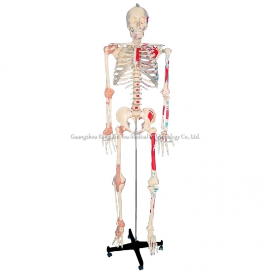Skeleton Model With Ligament And Muscle
