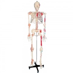 Skeleton Model With Ligament And Muscle